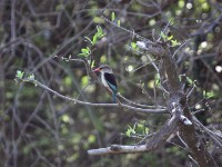 Brown-hooded Kingfisher (Halcyon albiventris)