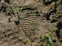 Crocodile tracks
