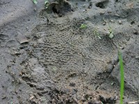 Crocodile tracks