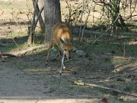 Bushbuck