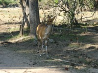 Bushbuck