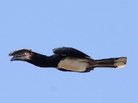 Trumpeter Hornbill (Bycanistes bucinator)