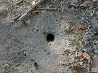Böhm's Bee-eater (Merops boehmi) Boehms nest