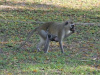 Vervet Monkey (Chlorocebus pygerythrus)