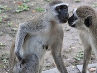 Vervet Monkey (Chlorocebus pygerythrus)