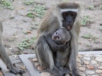 Vervet Monkey (Chlorocebus pygerythrus)