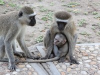 Vervet Monkey (Chlorocebus pygerythrus)