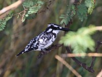 Pied Kingfisher (Ceryle rudis)