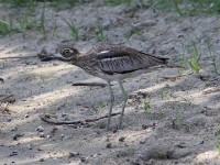 Water Thick-knee (Burhinus vermiculatus)