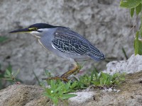Striated Heron (Butorides striata)