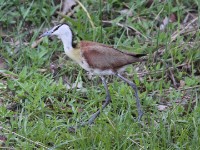 African Jacana (Actophilornis africanus)