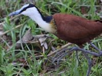 African Jacana (Actophilornis africanus)