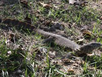 Nile Monitor (Varanus niloticus)