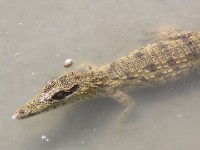 Nile Crocodile (Crocodylus niloticus) baby
