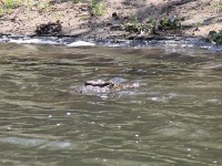 Nile Crocodile (Crocodylus niloticus)