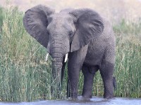 African Bush Elephant (Loxodonta africana)