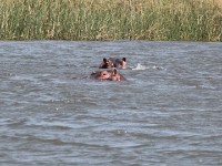 Hippopotamus (Hippopotamus amphibius)