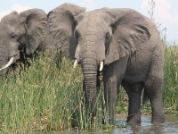 African Bush Elephant (Loxodonta africana)