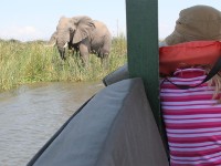 African Bush Elephant (Loxodonta africana)
