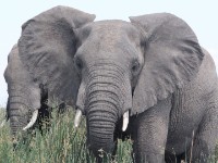 African Bush Elephant (Loxodonta africana)