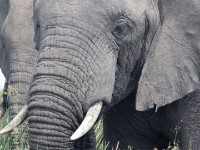 African Bush Elephant (Loxodonta africana)