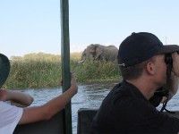 African Bush Elephant (Loxodonta africana)