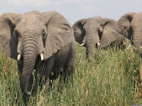 African Bush Elephant (Loxodonta africana)