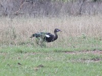 Spur-winged Goose (Plectropterus gambensis)