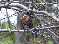 Giant Kingfisher (Megaceryle maxima)