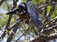 Giant Kingfisher (Megaceryle maxima)