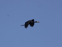 African Openbill (Anastomus lamelligerus)