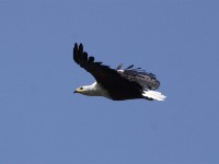 African Fish Eagle (Haliaeetus vocifer)