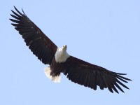 African Fish Eagle (Haliaeetus vocifer)