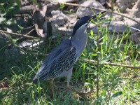 Striated Heron (Butorides striata)