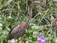 Purple Heron (Ardea purpurea)