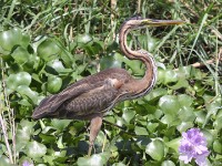 Purple Heron (Ardea purpurea)