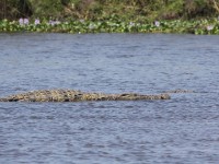Nile Crocodile (Crocodylus niloticus)