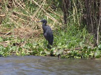 Black Heron (Egretta ardesiaca)