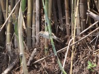 Little Rush Warbler (Bradypterus baboecala)