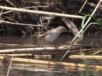 Little Rush Warbler (Bradypterus baboecala)