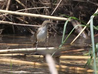 Little Rush Warbler (Bradypterus baboecala)