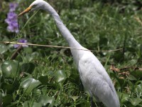 Intermediate Egret (Egretta intermedia)