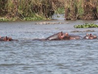 Hippopotamus (Hippopotamus amphibius)