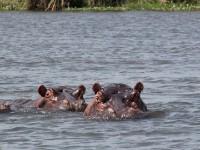 Hippopotamus (Hippopotamus amphibius)
