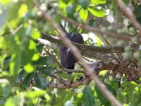 White-backed Night Heron (Gorsachius leuconotus)