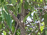 White-backed Night Heron (Gorsachius leuconotus)