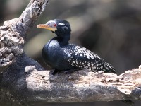 Reed Cormorant (Microcarbo africanus)