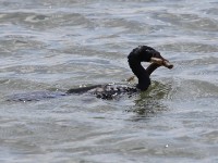 Reed Cormorant (Microcarbo africanus)
