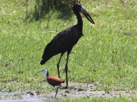 African Openbill (Anastomus lamelligerus)