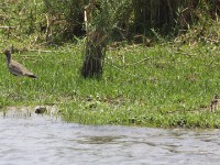 African Wattled Lapwing (Vanellus senegallus)